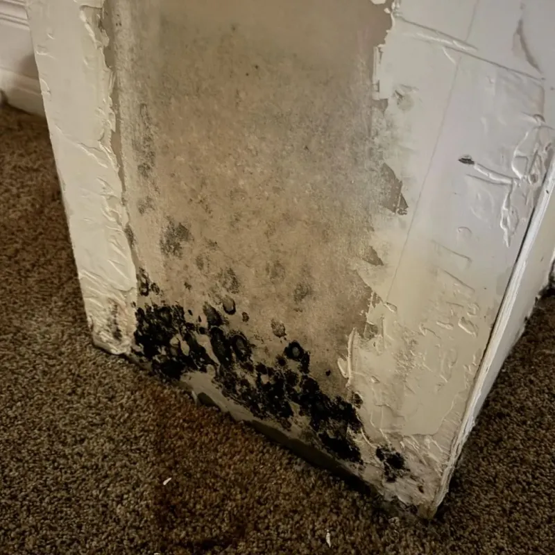 Professional Mold Removal in Madison, NH